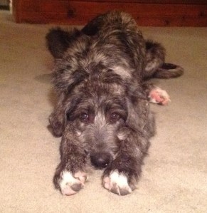 She has the most beautiful dark chocolate eyes.