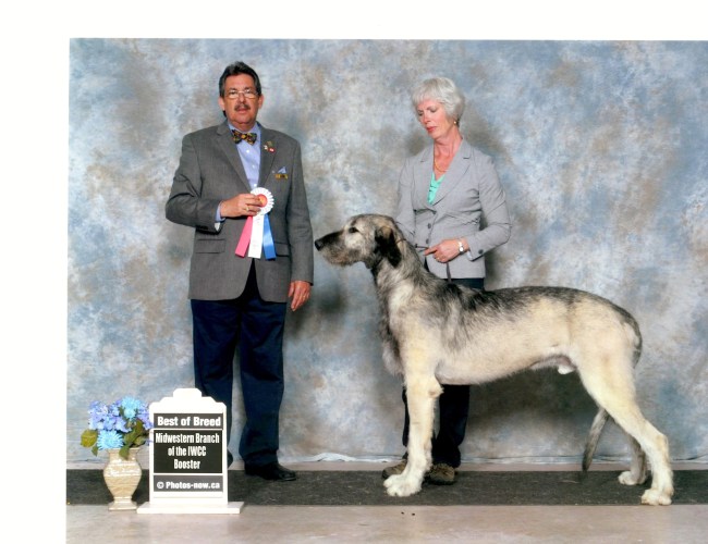 Can. Ch. Heathview Revolution Revol at 17 months