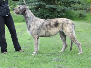 Our Danish import from the Kellyhide Kennel.  Trixie comes from the Wolfhouse line of dogs.