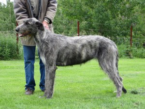 Our import from Germany also from the Wolfhouse lines in Denmark